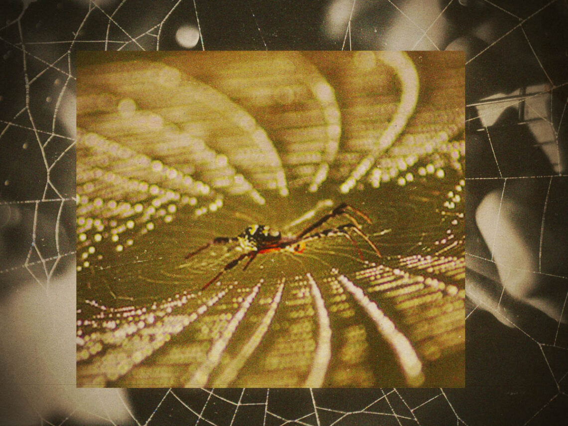 Spiders ‘tune’ their webs, just like guitar strings