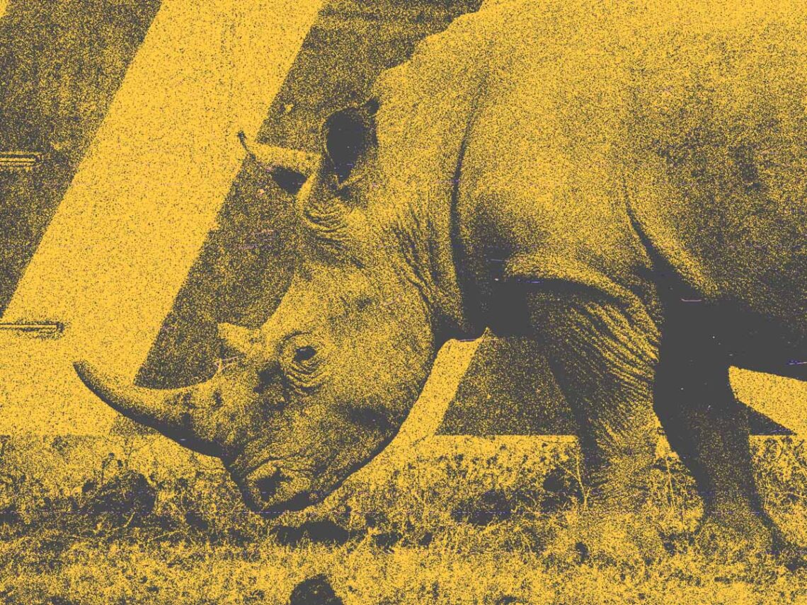 Scientists in South Africa are making rhino horns radioactive to fight poaching