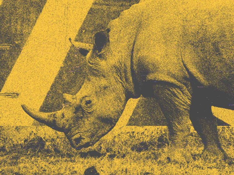 Scientists in South Africa are making rhino horns radioactive to fight poaching