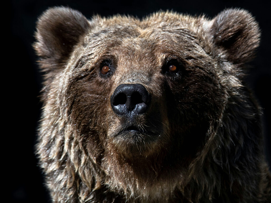 Florida man shoots bear that breaks into his family home