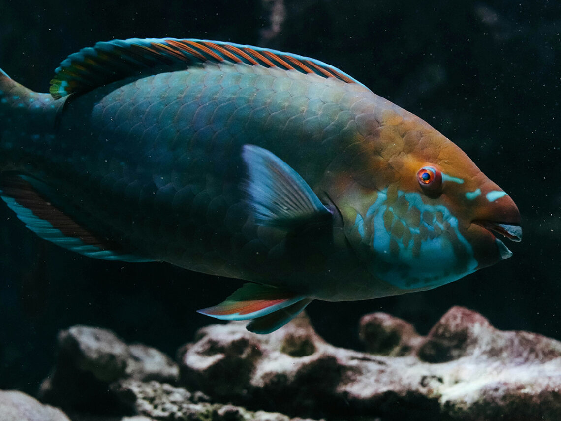 Leicester man charged with possessing 'extreme pornographic image' involving fish