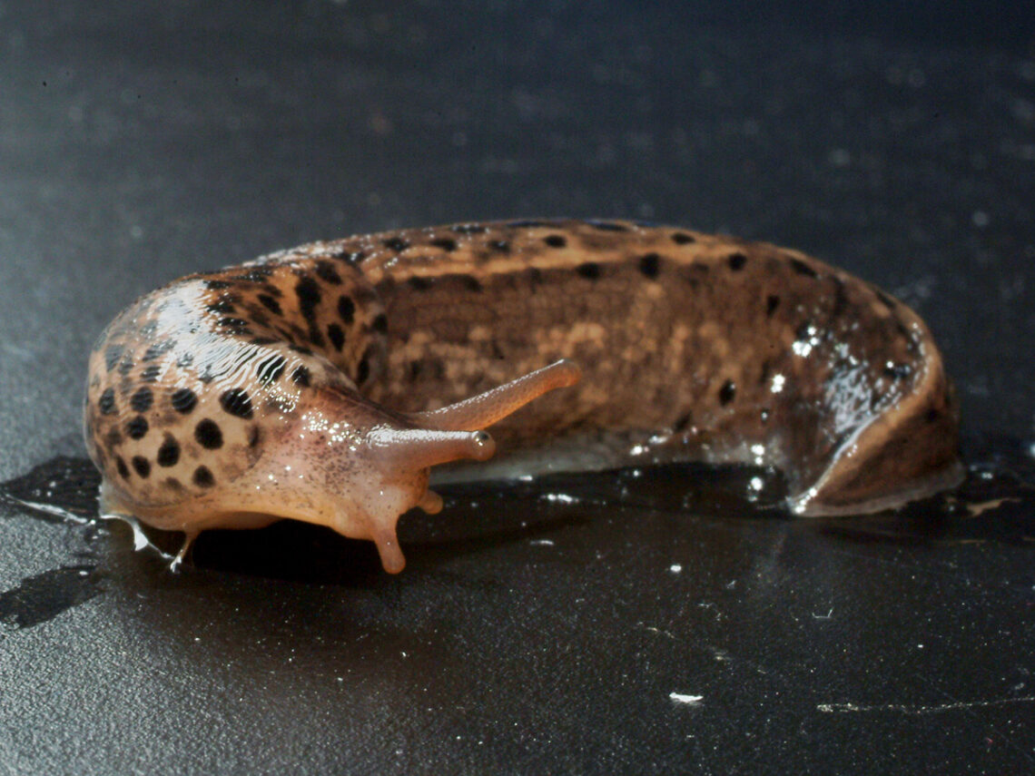 Police find slug guilty of tormenting German apartment block