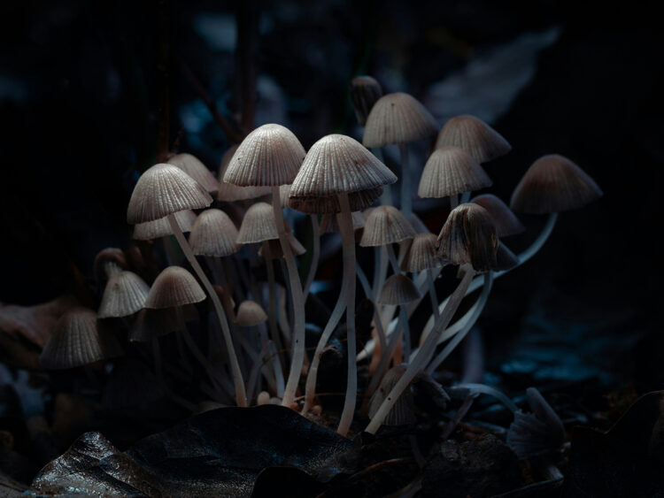 Czechia doctors can prescribe magic mushrooms from 2026