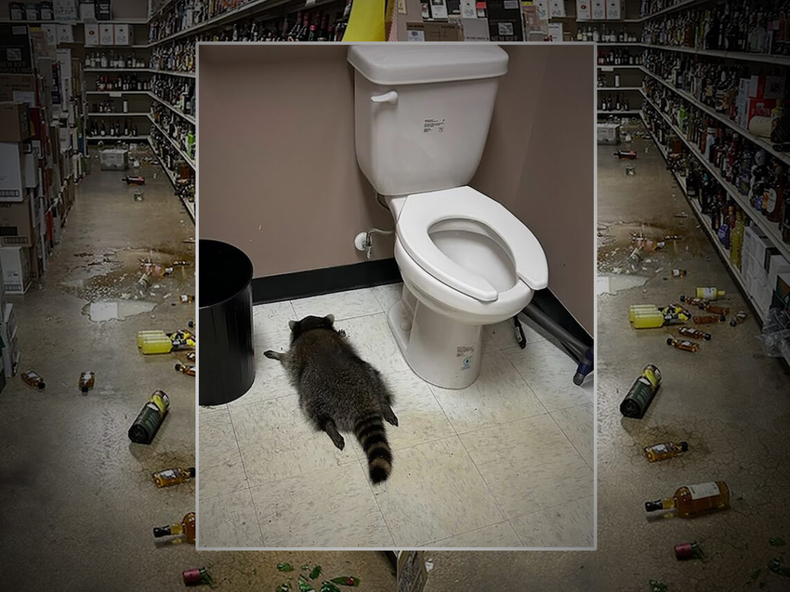 Drunk raccoon found passed out in liquor store bathroom
