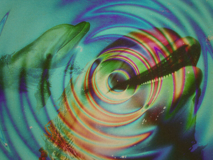 24 Hour Party Porpoise- how dolphins get high under the sea