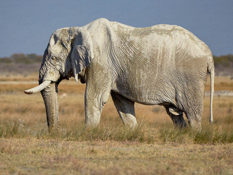 The tale of the deadly elephant named Osama Bin Laden