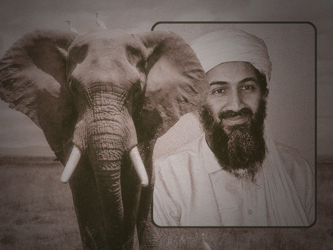 The tale of the deadly elephant named Osama Bin Laden