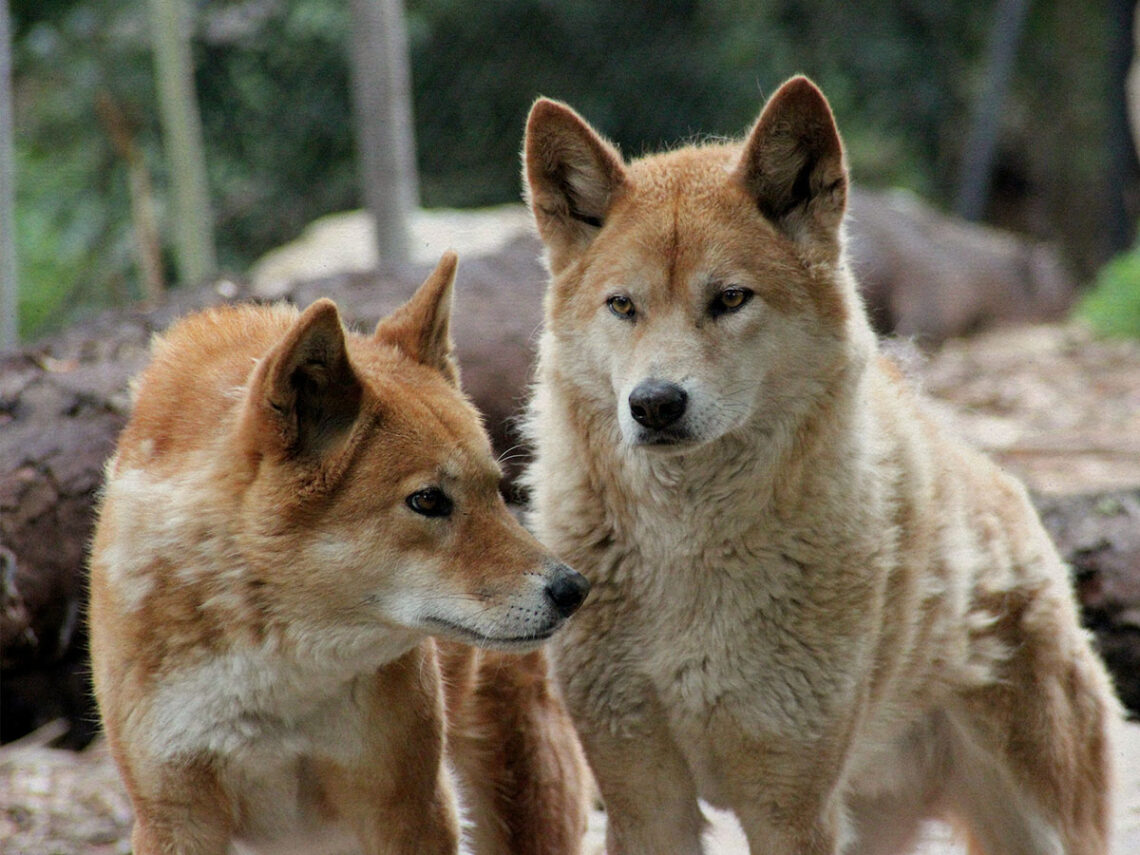Woman found dead and surrounded by dingos on popular Australian tourist island