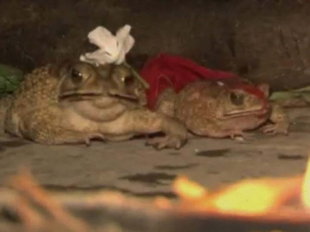 Bhekuli Biya- the Hindu practice of marrying two frogs to make it rain