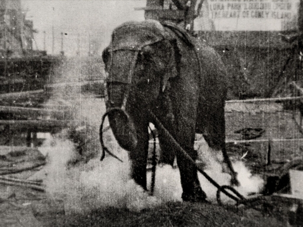 Topsy The Elephant - 1903.