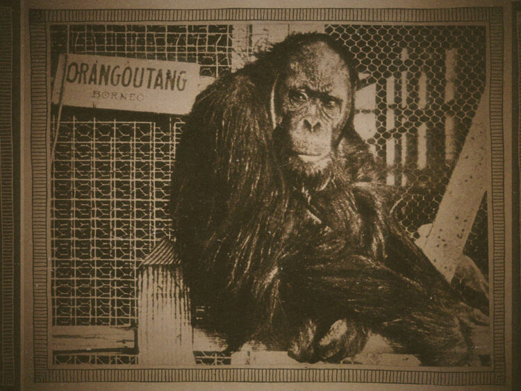 Joe Martin- The most dangerous movie star of the silent era was an orangutan