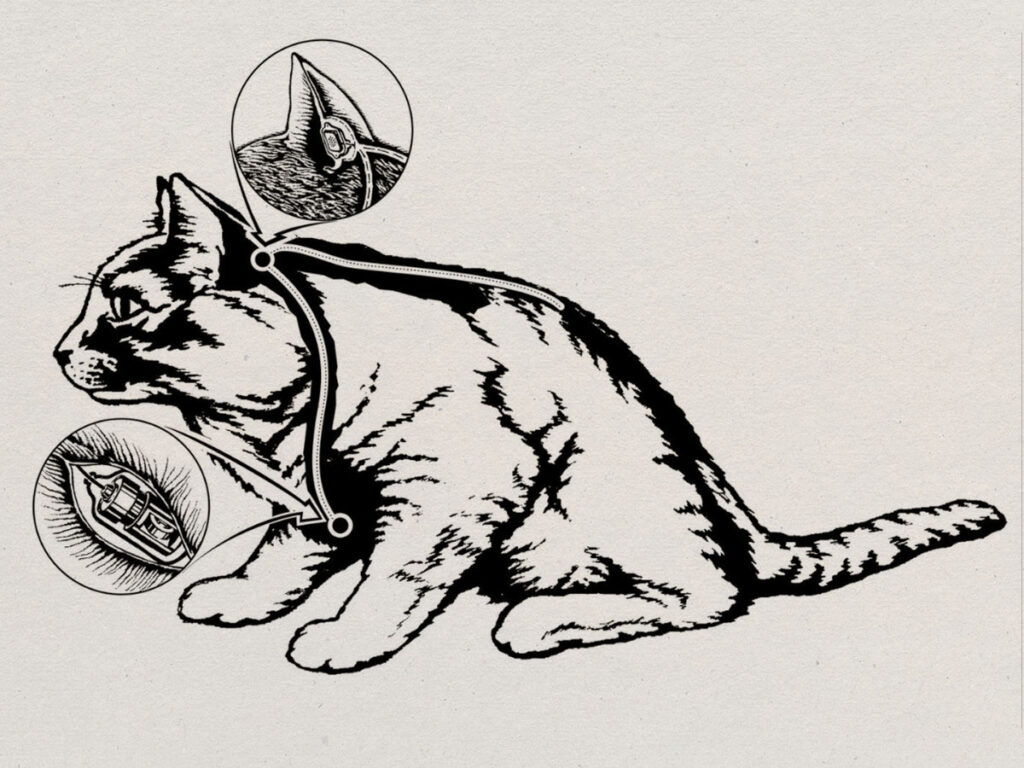 Illustration showing audio recoding device placed inside a cat.