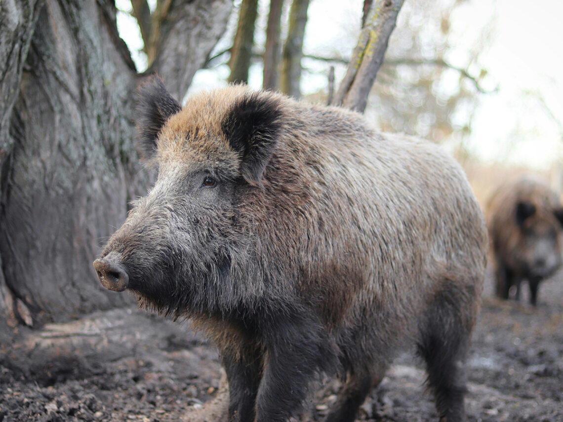 Radioactive pig-boar hybrids are thriving in Fukushima after nuclear disaster – now scientists know why