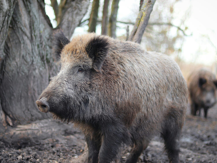Radioactive pig-boar hybrids are thriving in Fukushima after nuclear disaster – now scientists know why