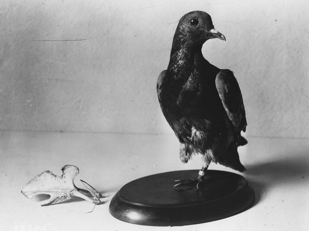 Cher Ami- The most decorated pigeon in military history