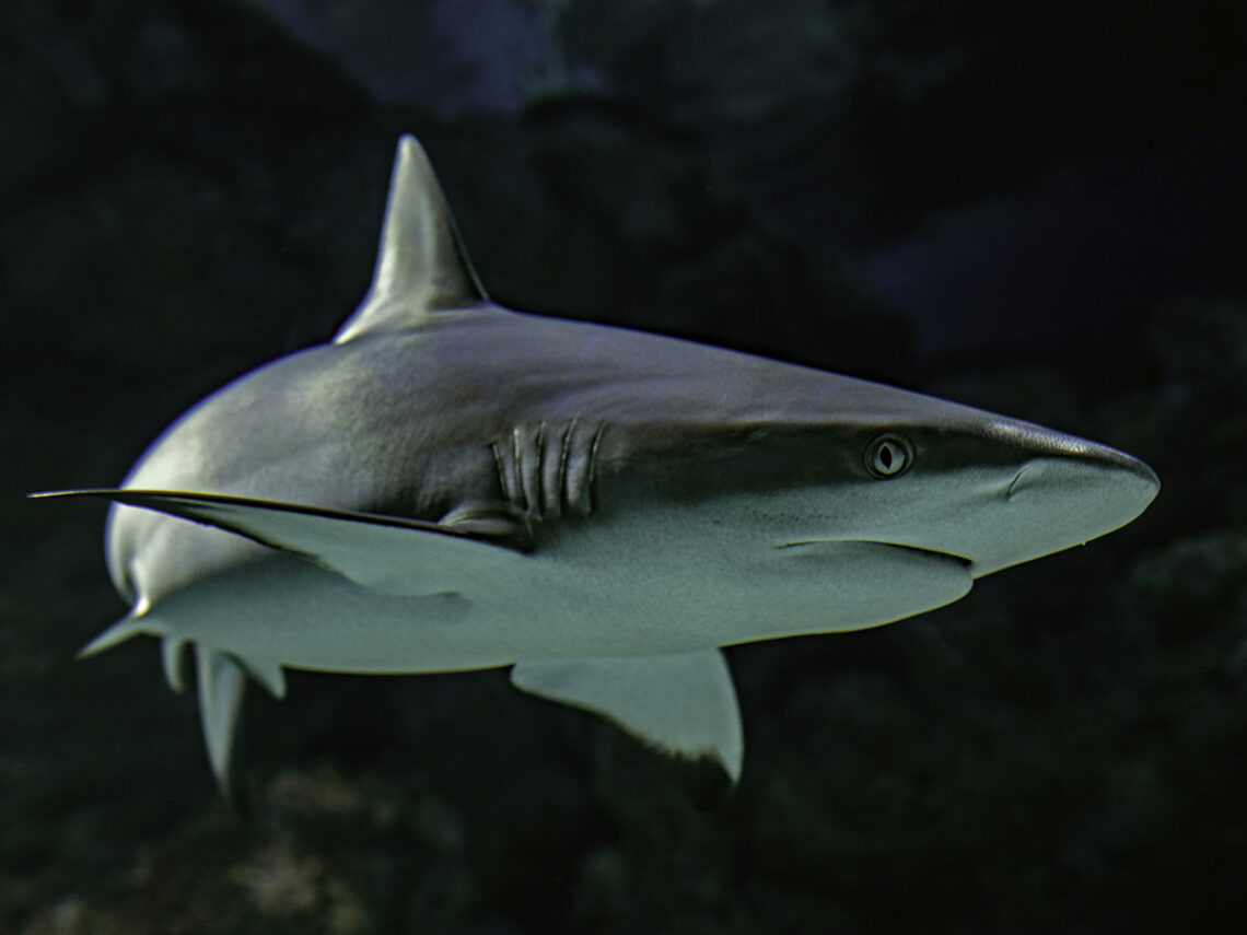 Cocaine sharks on the loose in the Caribbean