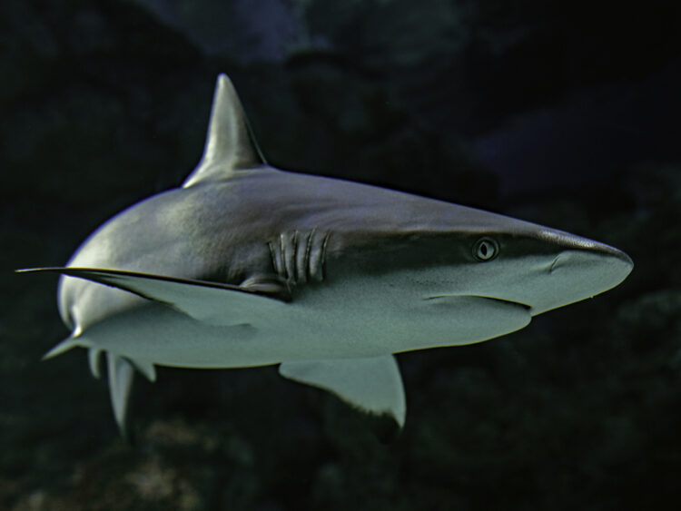 Cocaine sharks on the loose in the Caribbean