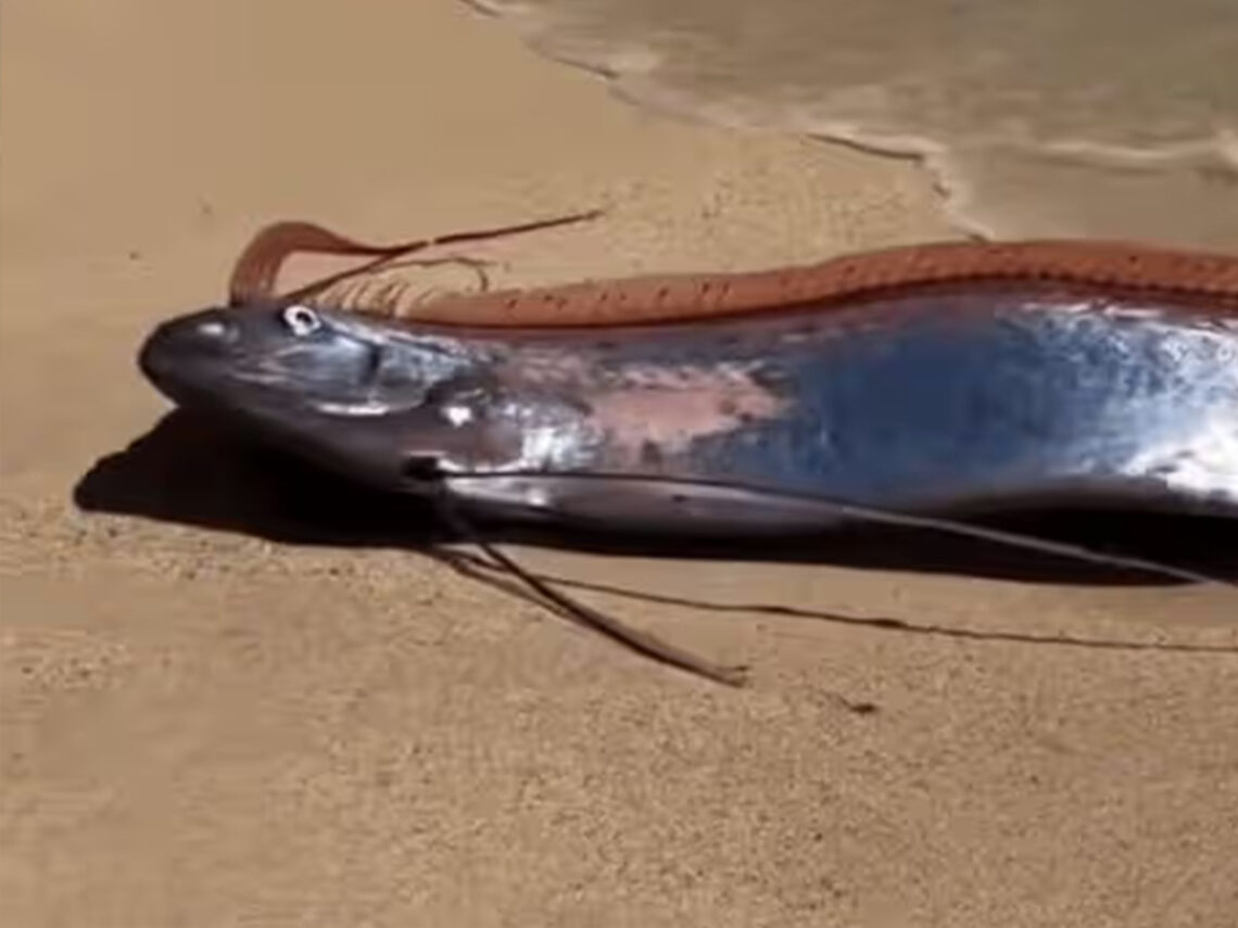 Doomsday Fish Sighting - Mexico - 2026