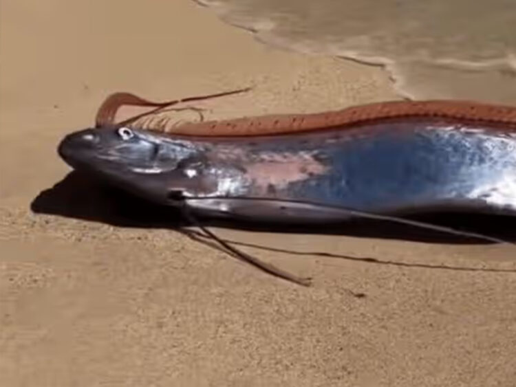Doomsday Fish Sighting - Mexico - 2026