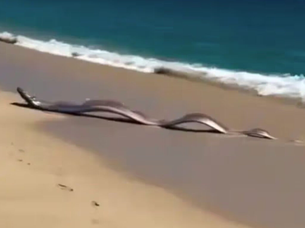 Doomsday Fish Sighting - Mexico - 2026