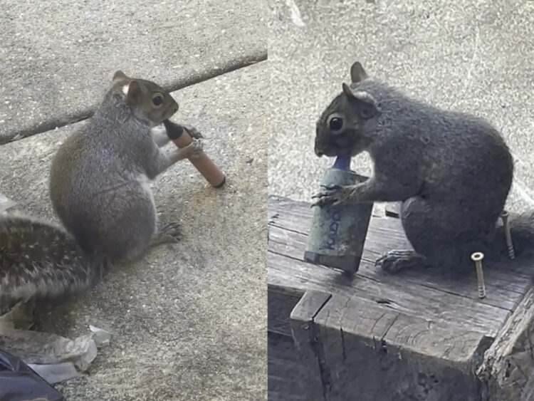 Vaping Squirrels - E-cigarettes - 2026