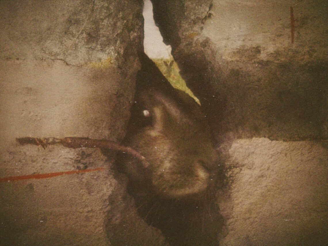 The Bunnies of the Berlin Wall- how a warren of rabbits lived in the death strip
