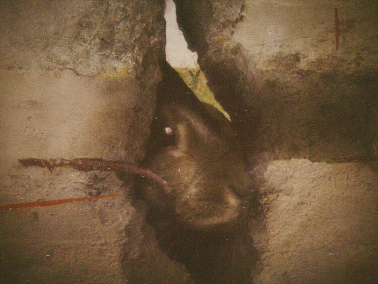The Bunnies of the Berlin Wall- how a warren of rabbits lived in the death strip