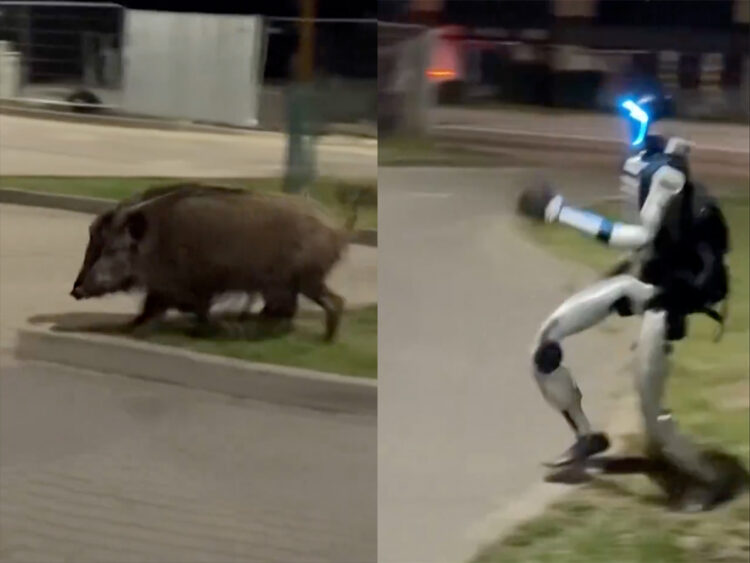 Video of a humanoid robot chasing wild boars out of a Warsaw neighborhood