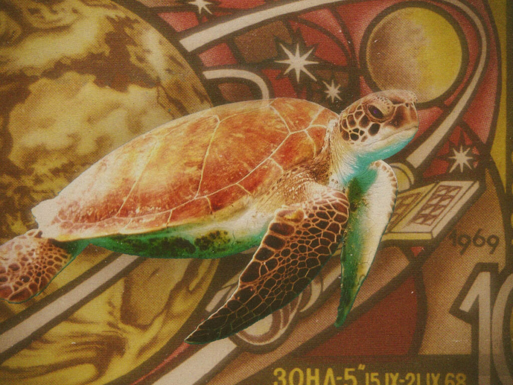 Zond 5- the first tortoises in space