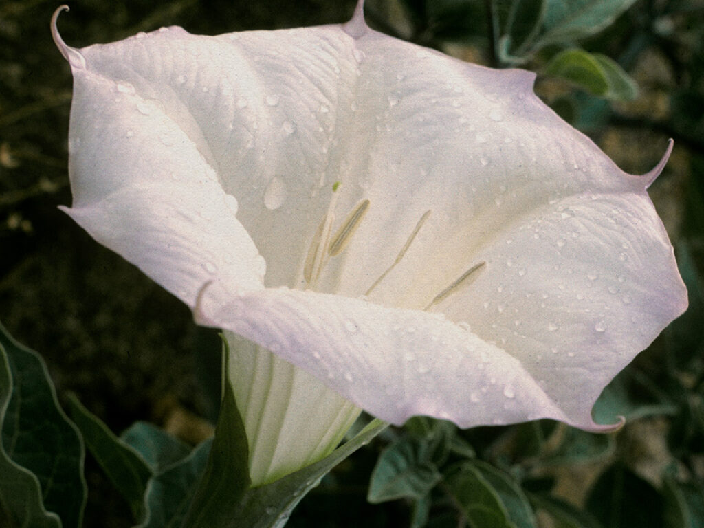Datura- the drug high you'll never come down from