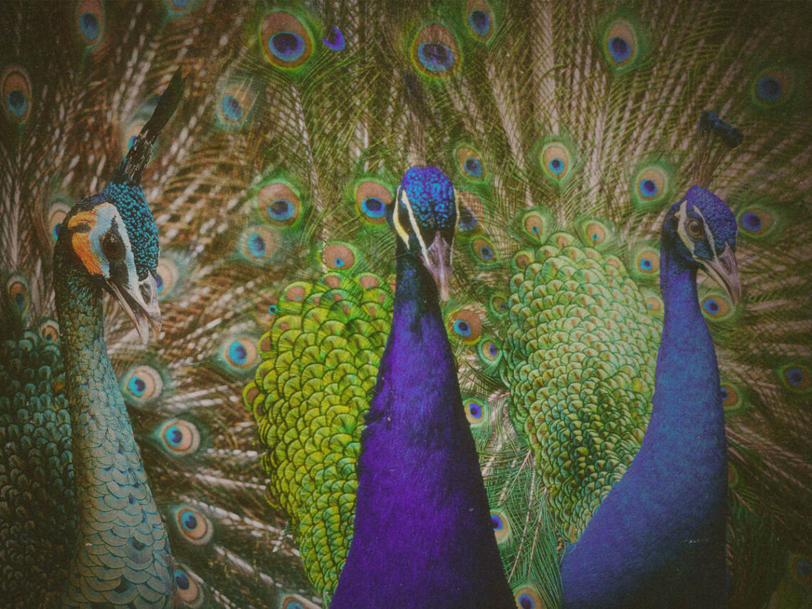 The Italian village invaded by peacocks