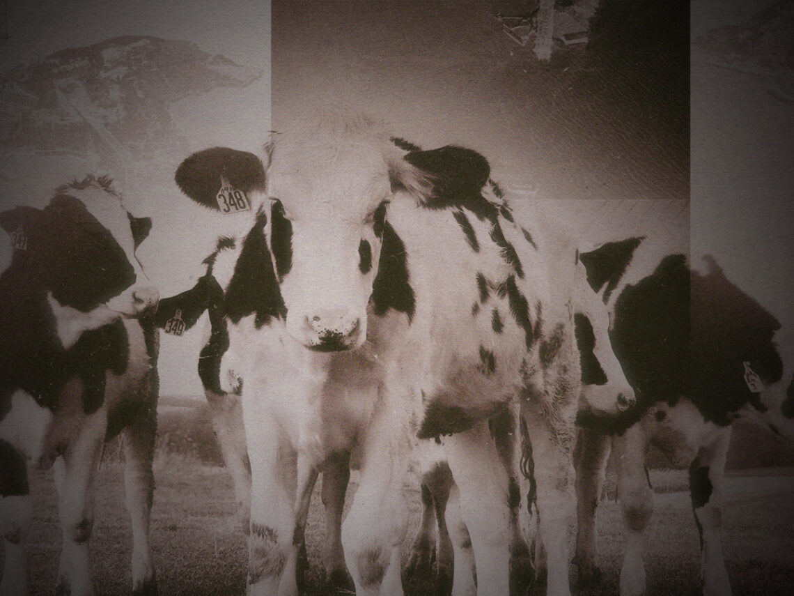 The ghost cow weirding out California since the early 1800s