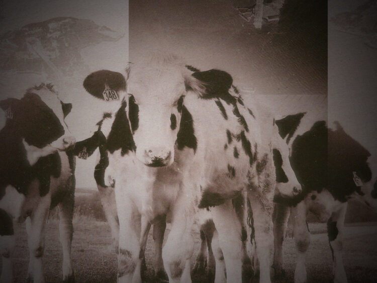 The ghost cow weirding out California since the early 1800s