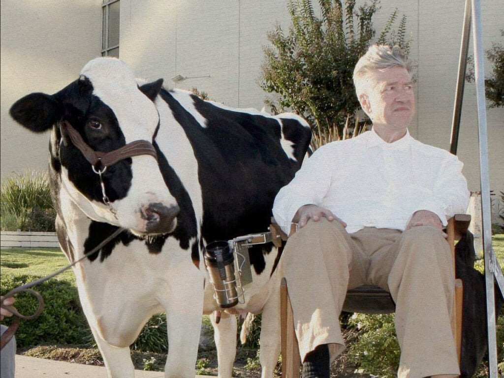 David Lynch, Laura Dern and a cow named Georgia- the most bizarre Oscar campaign of all time