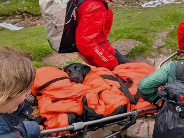 Dog rescued from Ben Nevis suspected to have eaten discarded cannabis