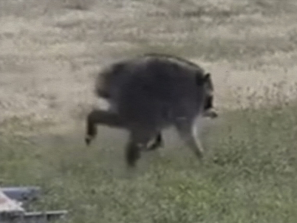 Jimothy The Raccoon - Viral Sensation - Racoon - 2026