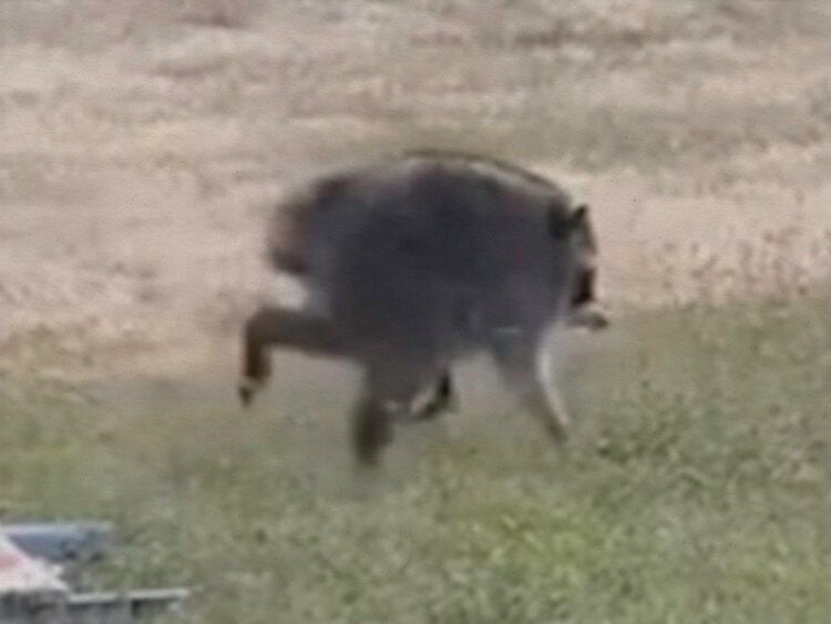 Jimothy The Raccoon - Viral Sensation - Racoon - 2026
