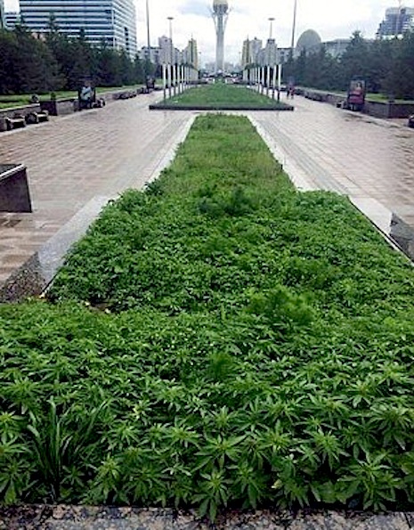 0011maryjane98scvbiuy111.jpg