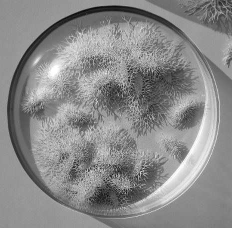 001paperplate.jpg