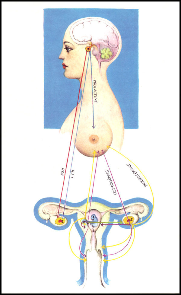009Lequilibre-hormonal-de-la-grossesse-illus.-Pascalini.jpg