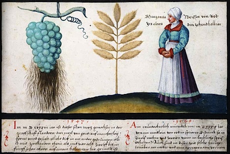 011wondrouswheatbeardedgrapes15471539.jpg