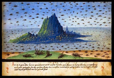 014plaguelocustspoland1527.jpg