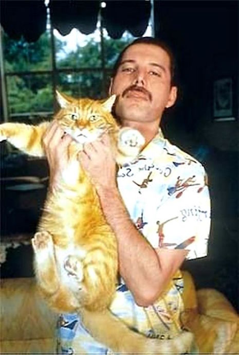 01fmcats.jpg