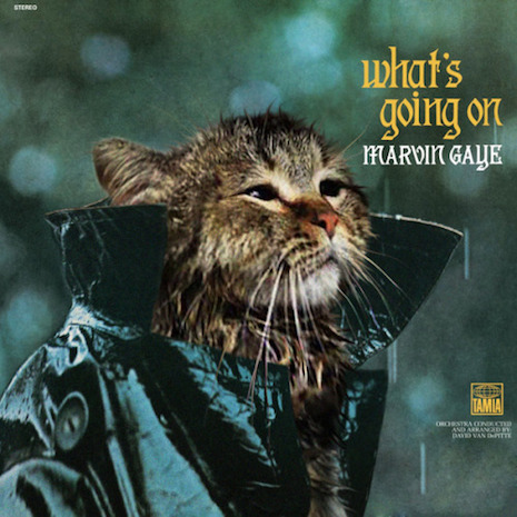 020cMeowvinGaye.jpg