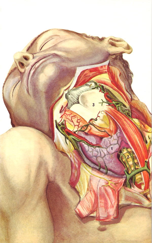 036Anatomie-de-la-thyroide_Michel-Simeon.jpg