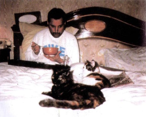 04fmcats.jpg