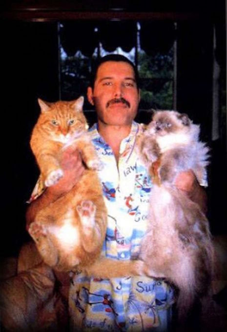 06fmcats.jpg