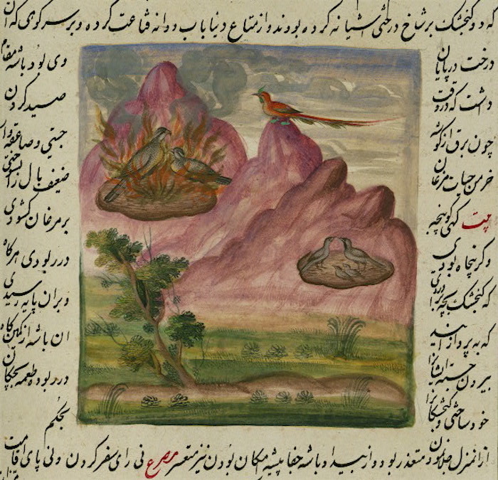 07canopus.jpg