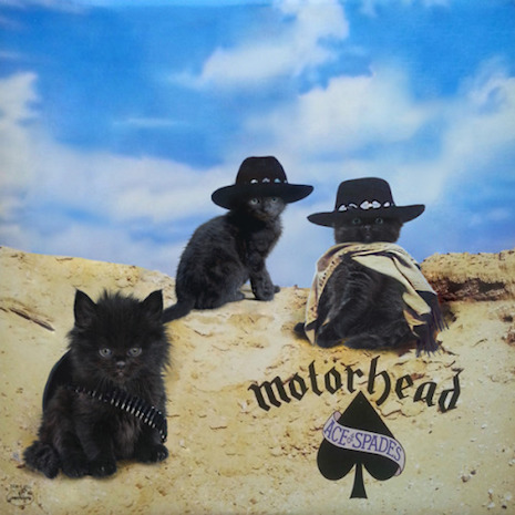 08cMeowerheadAceofSpayeds.jpg