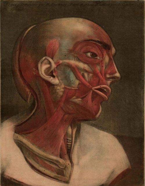 0_01platesanat.jpg